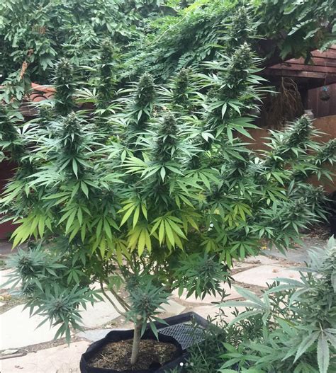 The cannabis plant is comprised of 100 known cannabinoid compounds . . Landrace strains for sale usa